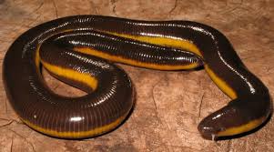 We did not find results for: 31 Hewan Yang Bertelur Ovipar Pengertian Ciri Ciri Contohnya