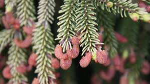 Image result for Vismia orientalis