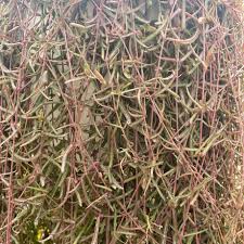 Image result for Ceropegia gracilior