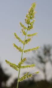 Image result for Echinochloa pyramidalis