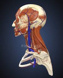 Then, the printer adds a temporary polymer outer shell that helps the entire structure hold up during implantation. Human Face With Bones Biomedical Illustrations Muscles Stock Photo 174404496