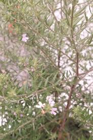 This cultivar is a medium dense shrub growing to 1.5m tall by 1.5 m high. Westringia Wynyabbie Gem Wholesale Plant Nursery Melbourne