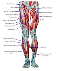 De la même manière, une douleur de genou au sport déclenchée lors de squats répétés, à la course à pied ou à vélo est elle se produit le plus souvent en valgus flexion rotation externe de jambe (ski, football…) ou varus rotation interne de jambe. Les Muscles Des Jambes Fiche Sante Du Decathlon