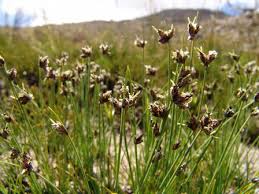 Image result for Ficinia filiformis