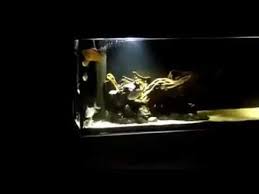 Arka Fon Siyah Akvaryum Massive Aquarium Youtube