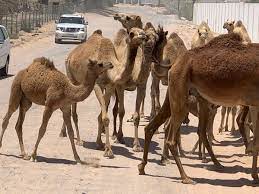 A camel typically has one baby every two years. Jess Jumeirah Year 2 On Twitter On The Way Back From Greenheartuae We Ran Into A Camel Train With Baby Camels Our Year Two Children Were Very Excited To See Them Out