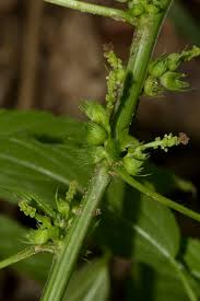 Image result for Acalypha ciliata