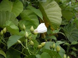 Image result for Merremia