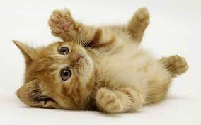 New Cats Wallpapers Download 78 Cute Cat Pics Hd Images Free Foto Kucing Lucu Bayi Kucing Kucing Bayi