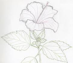 Find images of flower drawing. Hibiscus Flower Drawing Images Top Collection Of Different Types Of Flowers In The Images Hd