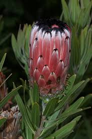 Image result for Protea enervis