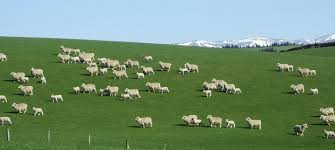 Taranul e pe camp (versiune pian) (versiune pian). Un Ardelean Statea Cu Soacra Si Cu Oile Pe Camp