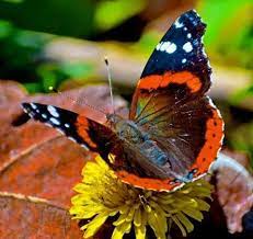 Mariposa Mariposas Diurnas Y Nocturnas Maripozas Hermosa Naturaleza