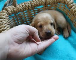 We genetically test our breeders for health and coat color to ensure our puppies do not have any genetic diseases. Akc Miniature Dachshund Puppies For Sale Texas Country Dachshunds