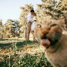 Cat Wedding Photobomb Funny Animals Funny Animal Memes Cats