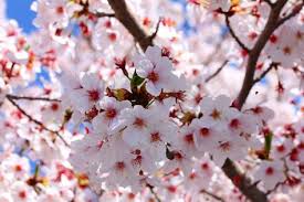 Mewarnai bunga sakura collection images. Contoh Gambar Mewarnai Gambar Bunga Sakura Kataucap