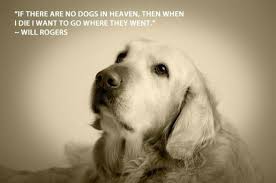 Find our favorite dog quotes here. Heaven Quotes Will Rogers Dogs Quotesgram