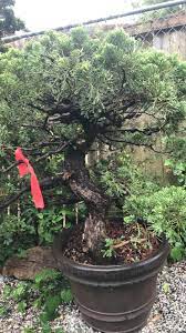 Mesquite Productions Is Now Here Plant City Bonsai Facebook