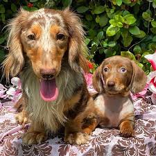 I know that some doctors recommend dachshunds to homes that have people with allergies.only long haired ones, and even for those, not that much, they're a great dog. Pin On Dachshunds