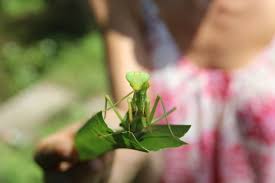 The spiritual meaning of a praying mantis represents trust, introspection, new perspectives, intuitive abilities, and spiritual connection. Spreading Luck Throughout The Steemit Verse Supernatural Green Praying Manitis For Papa Pepper Steemit