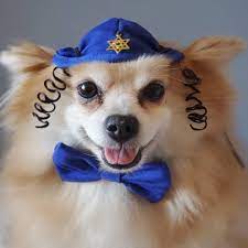 Dog Kippah Hanukkah Hat And Bow Set For Dog Or Cat Hanukkah Etsy Hanukkah Hat Hanukkah Dog Dog Hat