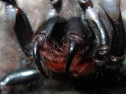Image result for wolf spider bite skin