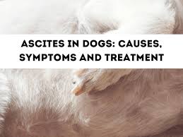 If the cat is struggling to breathe, a catheter will be placed into his abdomen to drain the fluid and allow him to breathe easier. The Causes Of Ascites Fluid In The Abdomen In Dogs Pethelpful By Fellow Animal Lovers And Experts