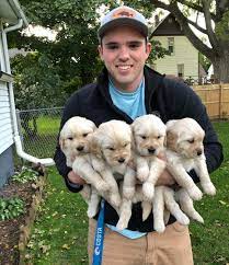 Golden retriever puppies for sale. New Mexico Golden Retriever Puppies For Sale Pets And Animals In New Mexico Farmington