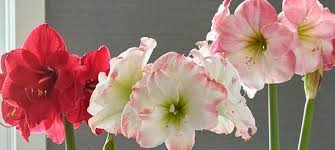 Watch the video explanation about how to make your amaryllis bloom again online, article, story, explanation, suggestion, youtube. Gifting And Receiving Amaryllis Hippeastrum For Christmas White Flower Farm S Blog