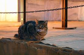 Kedi Gli