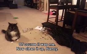 10 brutally honest reviews 14,997. Funny Animal Memes Clean 2020 Viral Memes