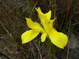 Image result for Moraea natalensis