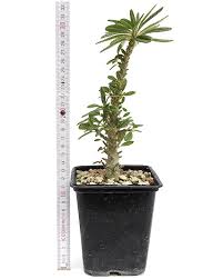 Image result for Dorstenia dinklagei