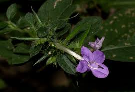 Image result for Barleria spinulosa