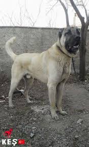 Kes 16 Months Kangal From Turkiye Kangal Kopegi Kopek Hayvanlar