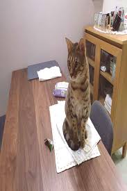 Bengalcats Sitting People Indoor Table Cat And People Sitting Cat Table And Indooryou Can Find Bengal Cats And More On Our W In 2020 Cat Sitting Bengal Cat Cats