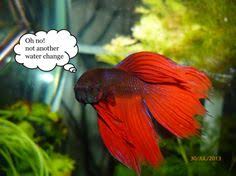 See more ideas about fishing quotes, fishing humor, fish. 38 Funny Betta Pictures Ideas Betta Betta Fish Fish Care