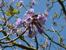 Paulownia Tomentosa Foxglove Tree Paulowniaceae Images Foxglove Tree Survival Seeds