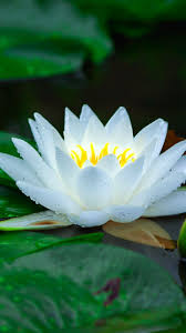 Bloom White Water Lily Leaf Lake Flower 720x1280 Wallpaper Lily Flower Water Lily Bloom