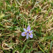 Image result for Moraea elliotii