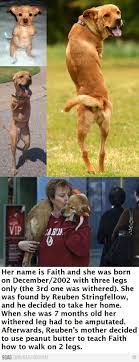 If You Don T Know Her Story Yet Faith In Humanity S Hands Faith In Humanity Animal Stories Dog Quotes