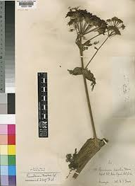 Image result for Afrosciadium