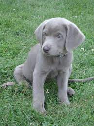 Silver Lab Silver Lab Puppies Weimaraner Puppies Pet Dogs