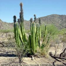How to grow a cactus. Senita And Totem Pole Cacti Arizona Daily Independent