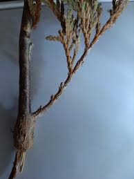 Image result for didymascella thujina