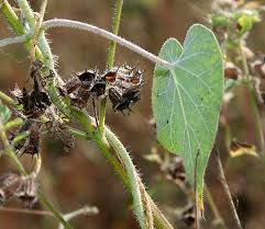 Image result for Pergularia