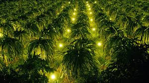 TOP 3 HỢP TÁC XÃ THANH LONG UY TÍN TẠI BÌNH THUẬN – NƠI GỬI TRỌN NIỀM TIN CỦA NHÀ NÔNG