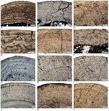 At 1stdibs, there are several options of bone model ships available for sale. Plos One Long Bone Histology Of Sauropterygia From The Lower Muschelkalk Of The Germanic Basin Provides Unexpected Implications For Phylogeny