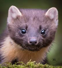 CONGRATULATIONS to Suzanne Behan Winner of our November Photo of the Month  Competition for her stunning pine marten photo :)