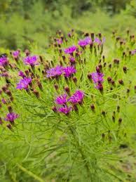 Image result for Vernonia kirungae